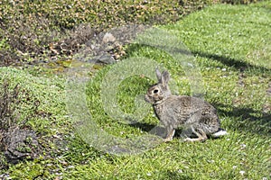 Young rabbit