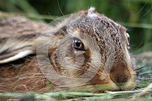 Young rabbit in the grass