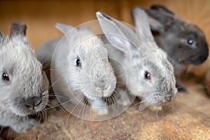 Young Rabbit inside wood cage at the farm on easter time