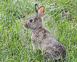 Young Rabbit in Repose in the Grass