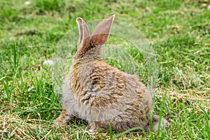 Young rabbit is running away