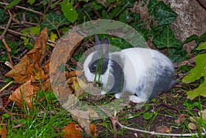 Young rabbit among vegetation