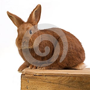 Young rabbit on a wooden box
