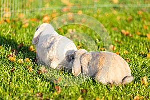 Young rabbits on the grass in nature