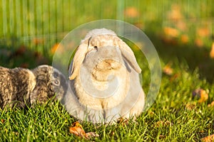 Young rabbits on the grass in nature
