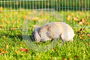 Young rabbits on the grass in nature