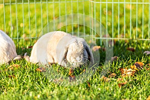 Young rabbits on the grass in nature