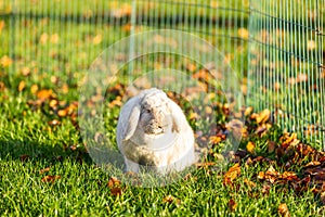 Young rabbits on the grass in nature