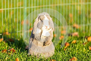 Young rabbits on the grass in nature