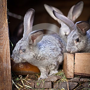 Young rabbits popping out of a hutch