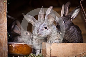 Young rabbits popping out of a hutch