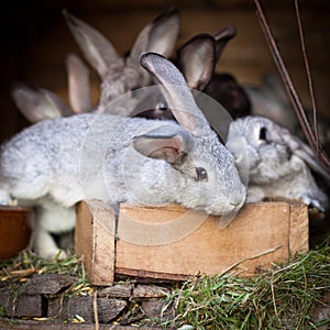 Young rabbits popping out of a hutch