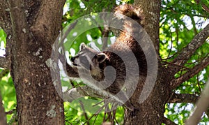 Young raccoon climbing in a tree