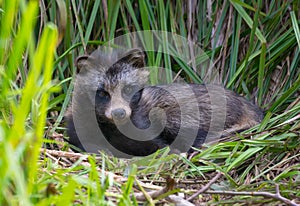 Young Raccoon dog Nyctereutes procyonoides or mangut lays with lifted head in the grass couch in thick bush