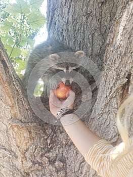 Young raccoon eating a apple