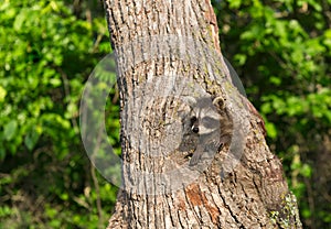 Young Raccoon (Procyon lotor) Climbs in Tree