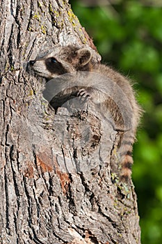 Young Raccoon (Procyon lotor) Clings to Tree