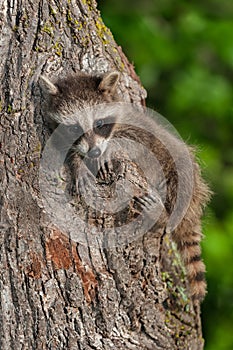 Young Raccoon (Procyon lotor) Clings to Tree