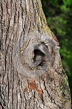 Young Raccoon (Procyon lotor) Gazes Up Tree