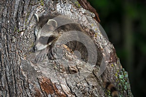Young Raccoon Procyon lotor Hangs Out On Tree