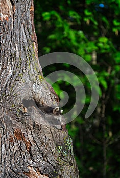 Young Raccoon (Procyon lotor) Looks Down from Tree
