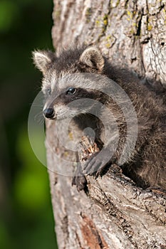 Young Raccoon (Procyon lotor) Looks out From Tree
