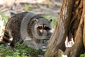 Young raccoon Procyon lotor marinus forages for food