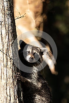 Young raccoon Procyon lotor marinus forages for food
