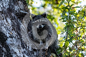 Young raccoon Procyon lotor marinus forages for food