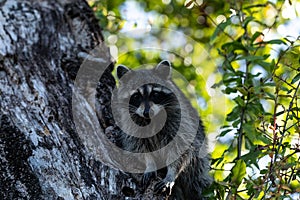 Young raccoon Procyon lotor marinus forages for food