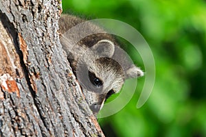 Young Raccoon (Procyon lotor) Peeks Around Tree