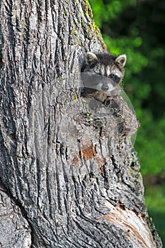 Young Raccoon (Procyon lotor) Peeks out of Tree