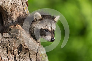 Young Raccoon (Procyon lotor) Pokes Head out of Hole
