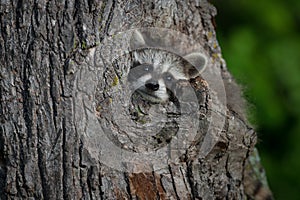 Young Raccoon Procyon lotor Pokes Head Out of Knothole