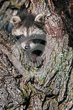 Young Raccoon (Procyon lotor) Pokes Head and Paw out of Tree