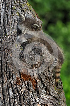 Young Raccoon Procyon lotor Sits on Side of Tree photo