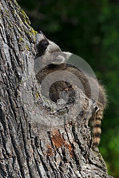 Young Raccoon (Procyon lotor) Tree Contortions