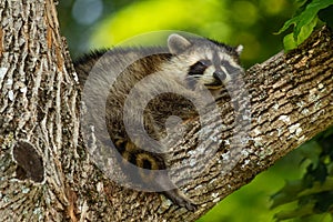 Young raccoon resting in the branch of a tree.