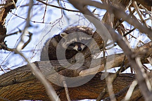 A Young Raccoon Sitting in a tree