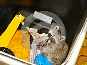 Young raccoon stuck in a garbage container