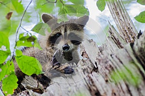 Young Raccoon in Tree