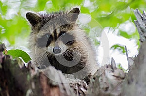 Young Raccoon in Tree