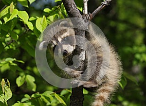 Young raccoon in a tree during summer