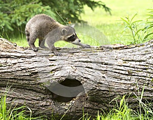 Young Raccoon Walking along a Fallen Tree