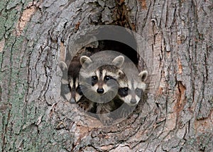 Young Raccoons