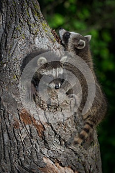 Young Raccoons Procyon lotor Clamber On Tree photo