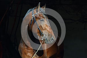 Young race sports horse portrait in dark stable