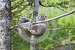 Young racoons hanging from tree branch