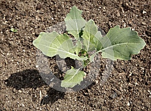 Young radish plant