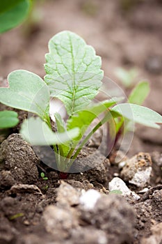 Young radish sprout